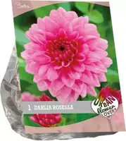 Urban flowers - rosella 1st - afbeelding 1