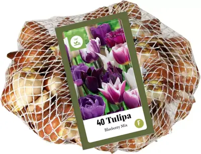 Tulipa blueberry mix 40st - afbeelding 2