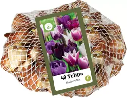 Tulipa blueberry mix 40st - afbeelding 2