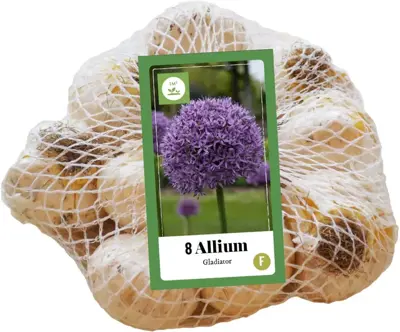Allium gladiator 8st - afbeelding 2