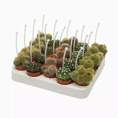 Cactus gemengd (Mix van Bolcactussen) 8cm - afbeelding 1