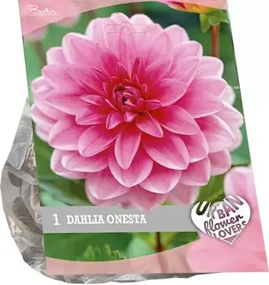 Urban flowers - onesta 1st - afbeelding 1