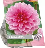 Urban flowers - onesta 1st - afbeelding 1