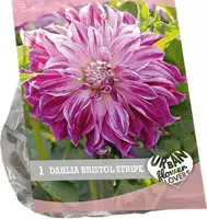 Urban flowers - bristol stripe 1st - afbeelding 1