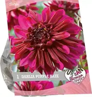 Urban flowers - purple haze 1st - afbeelding 1