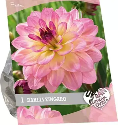 Urban flowers - zingaro 1st - afbeelding 1