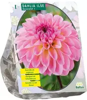 Dahlia decoratief ilse per 1 - afbeelding 1