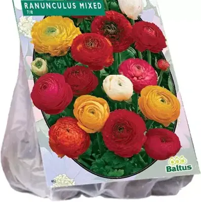 Ranunculus mix 15st - afbeelding 1