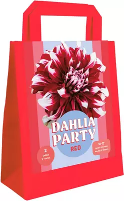 Zk dahlia party red 1st - afbeelding 1