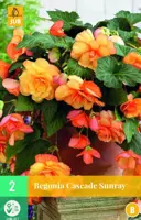 Begonia cascade sunray 2st kopen?