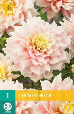 Dahlia break out 1st - afbeelding 1