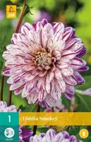 Dahlia smokey 1st - afbeelding 1