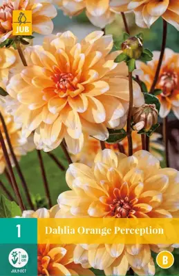Dahlia orange perception 1st - afbeelding 1