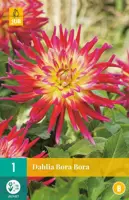 Dahlia bora bora 1st - afbeelding 1