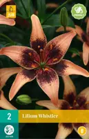 Lilium whistler 2st - afbeelding 1