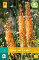 Eremurus cleopatra 1st - afbeelding 1