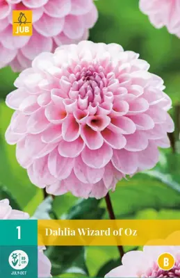 Dahlia wizard of oz 1st - afbeelding 1