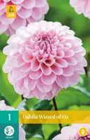 Dahlia wizard of oz 1st - afbeelding 1