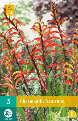 Chasmanthe saturnus 3st - afbeelding 1