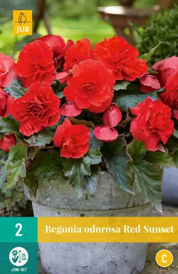 Begonia red sunset 2st - afbeelding 1