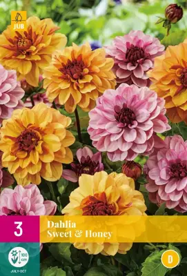 Dahlia sweet & honey 3st - afbeelding 1