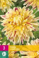 Dahlia cambridge 3st - afbeelding 1