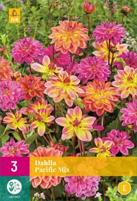 Dahlia pacific mix 3st - afbeelding 1