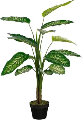 Dieffenbachia in pot d70h100cm grn