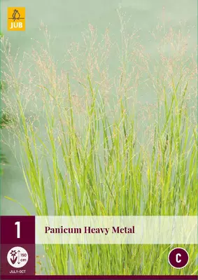 Panicum heavy metal 1st - afbeelding 1