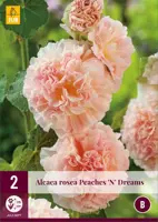 Alcea rosea peaches n dreams 2st - afbeelding 1