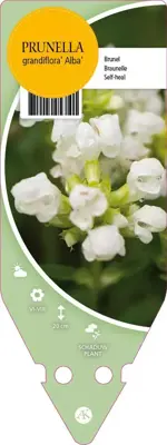 Prunella Grandiflora Alba (Bijenkorfje) - afbeelding 1