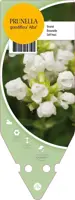 Prunella Grandiflora Alba (Bijenkorfje) - afbeelding 1