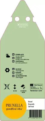 Prunella Grandiflora Alba (Bijenkorfje) - afbeelding 2