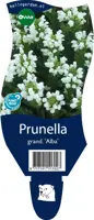 Prunella grandiflora 'Alba' (Grote Brunel) - afbeelding 1