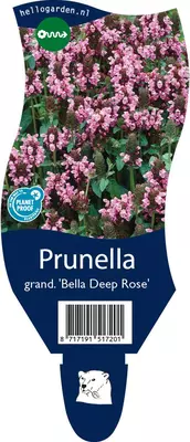 Prunella grandiflora 'Bella Deep Rose' (Grote Brunel) - afbeelding 1