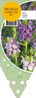 Prunella Grandiflora Violet Blue (Bijenkorfje) - afbeelding 1