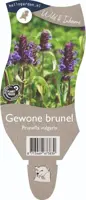 Prunella vulgaris (Gewone brunel) - afbeelding 1