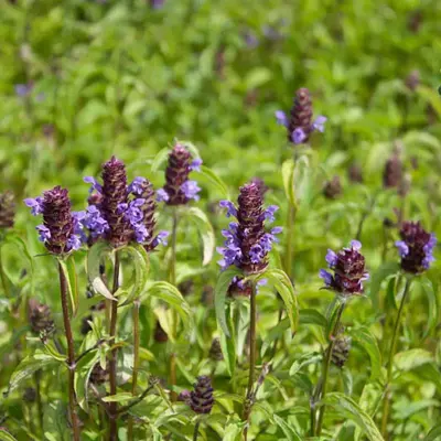 Prunella vulgaris (Gewone brunel) - afbeelding 2