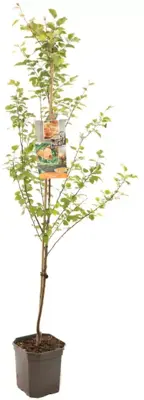 Prunus armeniaca 'Tros Oranje' (Abrikoos) fruitplant 160cm - afbeelding 2
