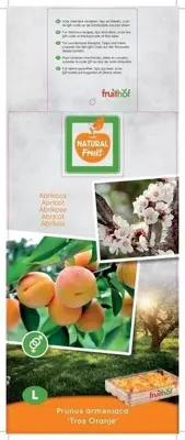 Prunus armeniaca 'Tros Oranje' (Abrikoos) fruitplant 160cm - afbeelding 4