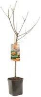 Prunus armeniaca 'Tros Oranje' (Abrikoos) fruitplant 160cm - afbeelding 3