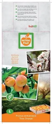 Prunus armeniaca 'Tros Oranje' (Abrikoos) fruitplant 160cm - afbeelding 4