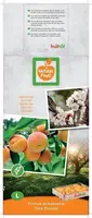 Prunus armeniaca 'Tros Oranje' (Abrikoos) fruitplant 160cm - afbeelding 4