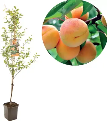 Prunus armeniaca 'Tros Oranje' (Abrikoos) fruitplant 160cm - afbeelding 1