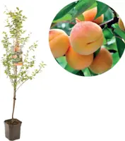 Prunus armeniaca 'Tros Oranje' (Abrikoos) fruitplant 160cm - afbeelding 1