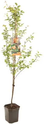 Prunus armeniaca 'Tros Oranje' (Abrikoos) fruitplant 160cm - afbeelding 2