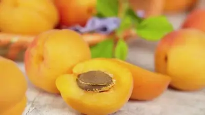 Prunus armeniaca 'Tros Oranje' (Abrikoos) fruitplant 160cm - afbeelding 5