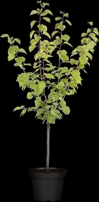 Prunus armeniaca 'Tros Oranje' (Abrikoos) fruitplant 160cm - afbeelding 8