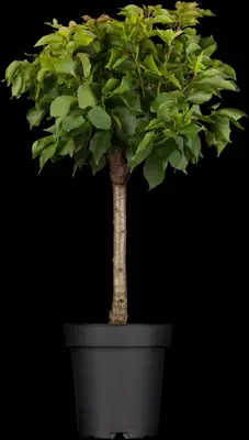 Prunus armeniaca 'Tros Oranje' (Abrikoos) fruitplant 160cm - afbeelding 7