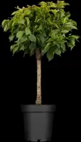 Prunus armeniaca 'Tros Oranje' (Abrikoos) fruitplant 160cm - afbeelding 7